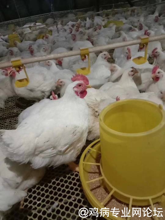 山东肉毛鸡最新价格动态及分析